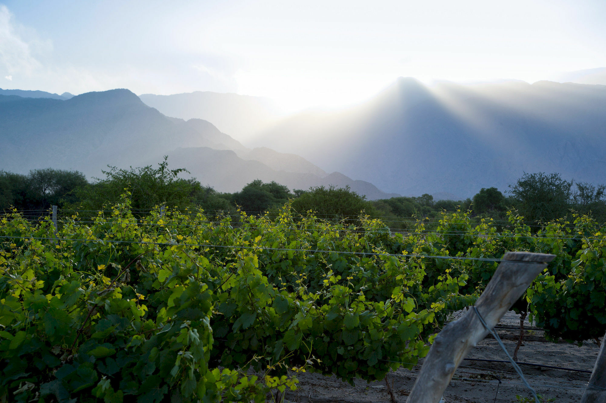 Grace Cafayate Hotel Exterior photo Vineyards in the San Juan Province